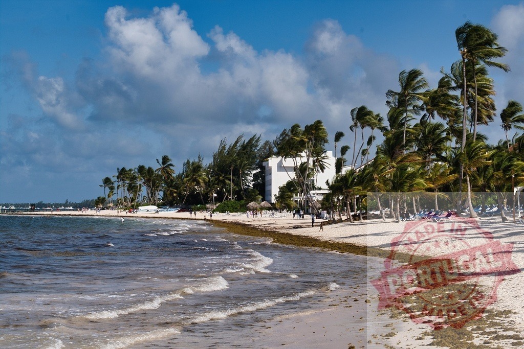 Punta Cana beach with palm trees and seaweed | Tropical beach in Dominican Republic with blue sky, ocean waves, and green palms - Realized with Pictrs.com