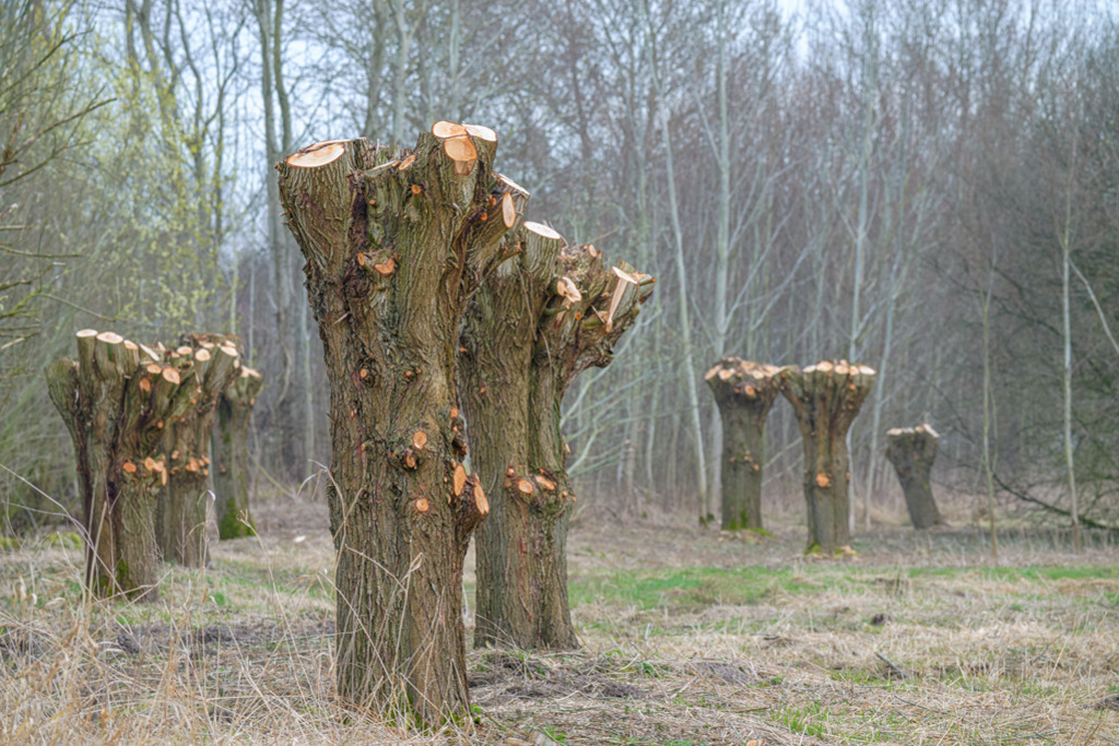 baumstamm-pflege-vb | Entdecken Sie hochwertige Kunstdrucke im Online-Shop von Rainer Plett. Die Fotografien umfassen norddeutsche Landschaften, Blumen, Tiere, Natur und Sehenswürdigkeiten. Erfreuen Sie sich an auserlesenen Motiven aus Schleswig-Holstein und Hamburg. - Realisiert mit Pictrs.com