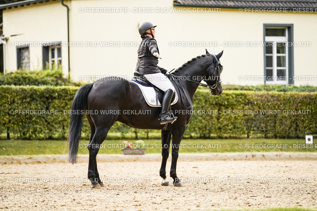 DSC01155 | Pferdegrafie