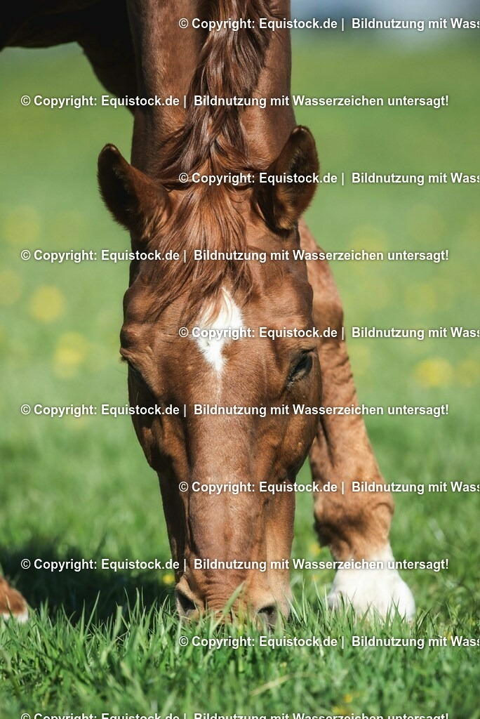 20210426_Pferd-auf-Koppel_0102 | equistock