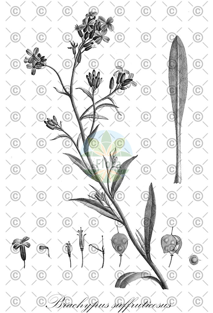 HistAbb_wfo-0000004797_1_ENZY_Simple | Historische Abbildung von Brachypus suffruticosus - Brassicaceae | Historical Illustration of Brachypus suffruticosus - Brassicaceae