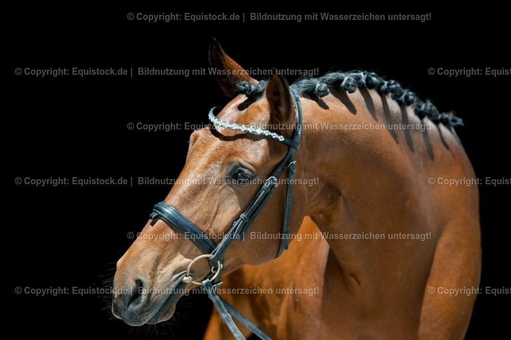 20210531_Warmblut-im-Portrait_0006 | Foto: Thomas Hartig
