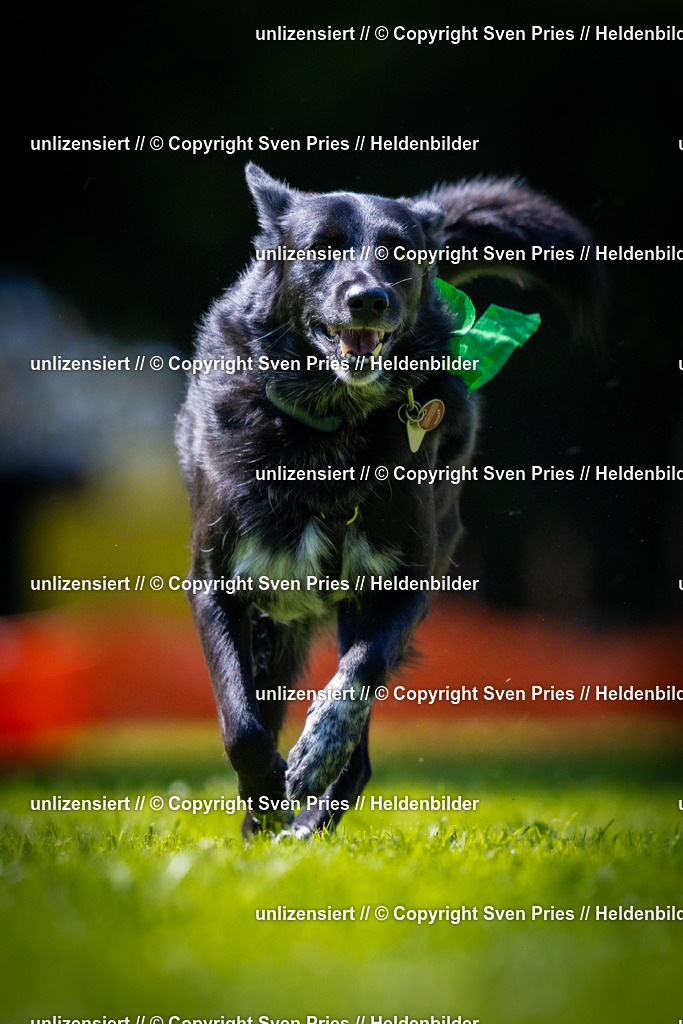 Sven Pries | 2025-08-10 - Hunderennen Durlach - Realisiert mit Pictrs.com