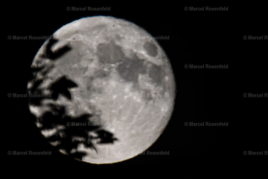 _DSC5106 | foto-rosenfeld