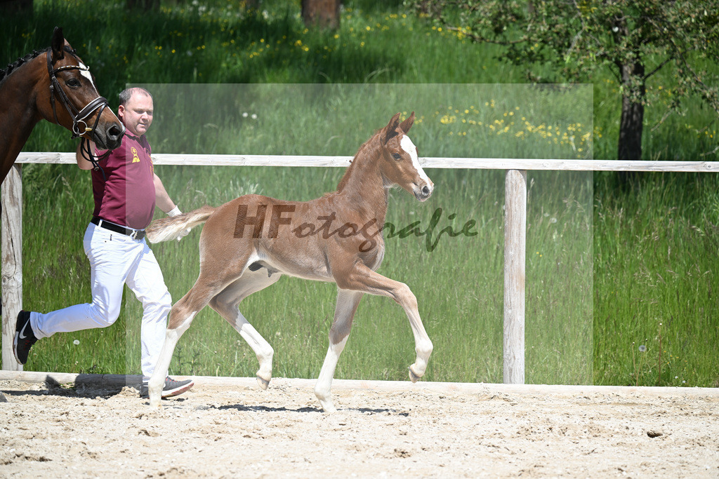 Esmeraldo x Comte_HF_Knott_10250479 | hf-fotografie - Realizzato con Pictrs.com