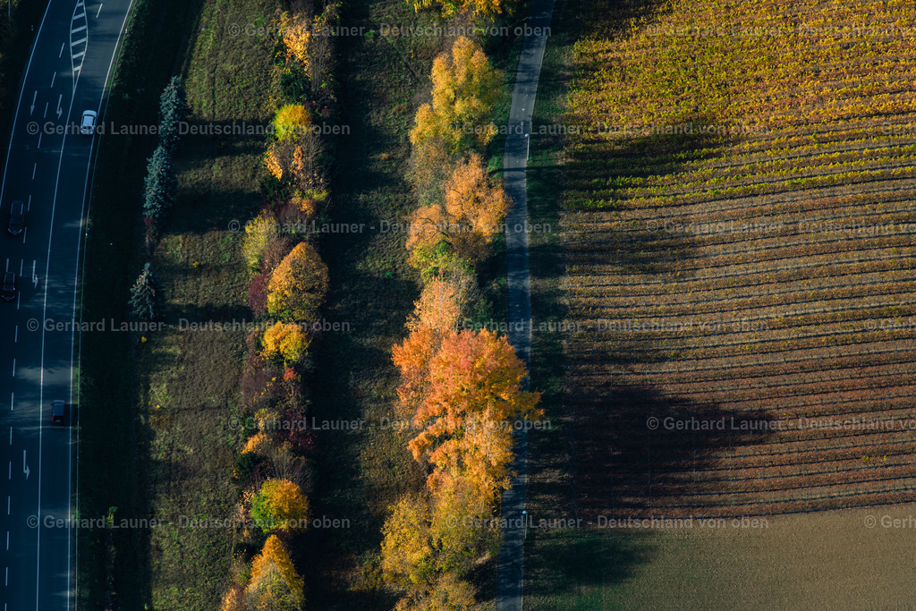 3808004 | Herbstliche Bäume bei Kitzingen