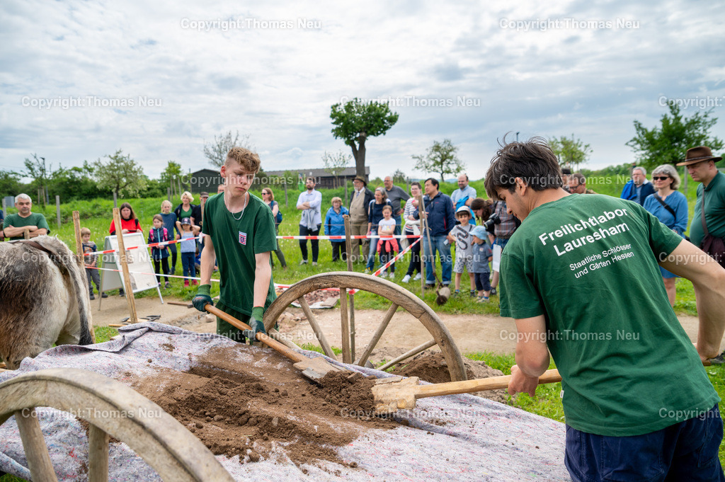 DSC_0854 | ble, 7.5.2023, Lorsch: Tag der Experimentellen Archäologie“ im Freilichtlabor Lauresham, Straßenbau im Mittelalter, der Ochsenkarren liefert das Material an, 
,, Bild: Thomas Neu