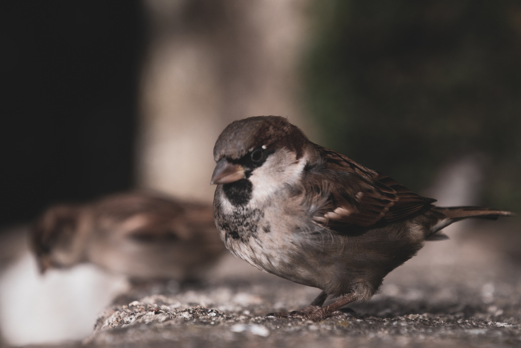 Die Spatzen von Mont-Saint-Michel | #safarilandstukenbrock #freizeitparkinfos #tiere #animals #fotografie #nikon #nikondaily #nikonswitzerland #nikongermany #natur #landschaft #landscape - Realisiert mit Pictrs.com
