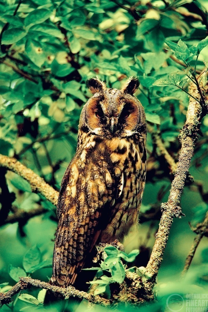 _DSC2367 | Björn Thiemann; Ogenblick.de; Fotografie; Photograph; Landscape, Pellworm, Schleswig-Holstein; Inselfotograf; Inselfotografien; Wattenmeer; National-Park; Naturschutzgebiet; Leuchtturm; Lighthouse; Leinwandbilder; Kalender; Pellworm Kalender;  - Realisiert mit Pictrs.com