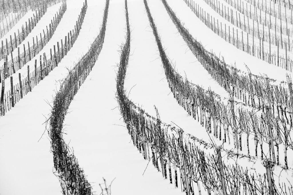 Weingarten im Winter | Enzersfeld, Austria - February 23, 2013: Weingarten im Winter. - Realisiert mit Pictrs.com