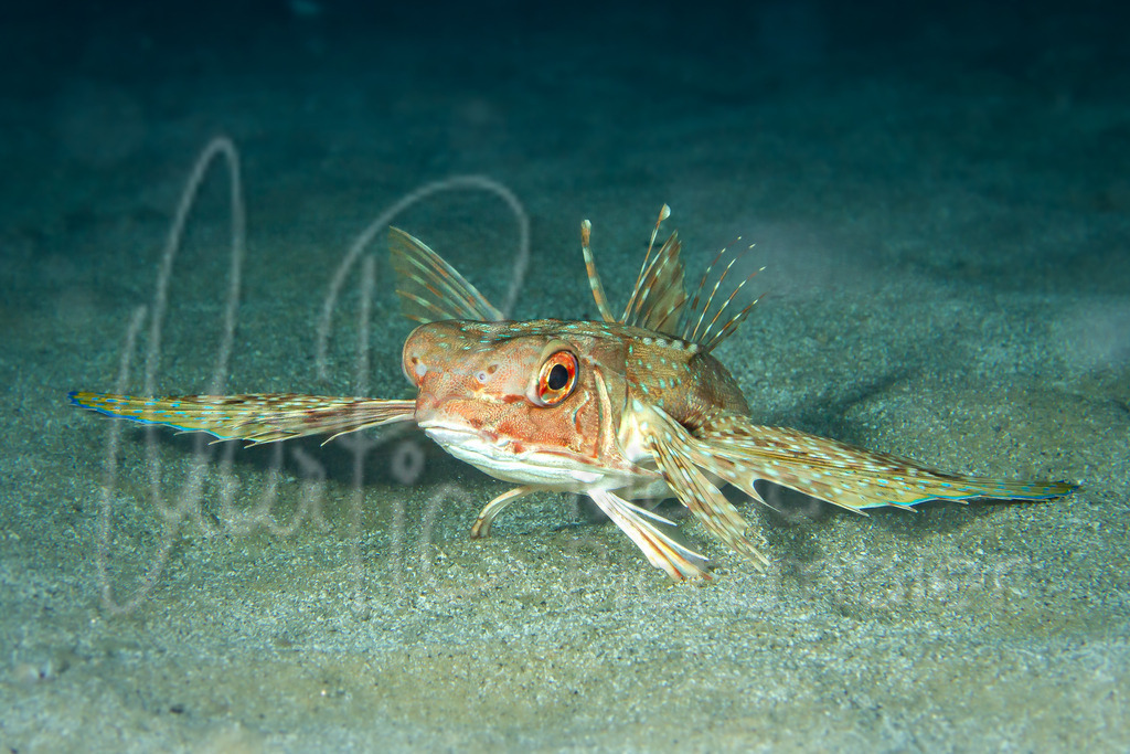 Dactylopterus volitans | Flughahn / Cast: Chicharra, golondrina, alón ; Eng: Flying gurnard; Fr: Grondin volant - Realisiert mit Pictrs.com
