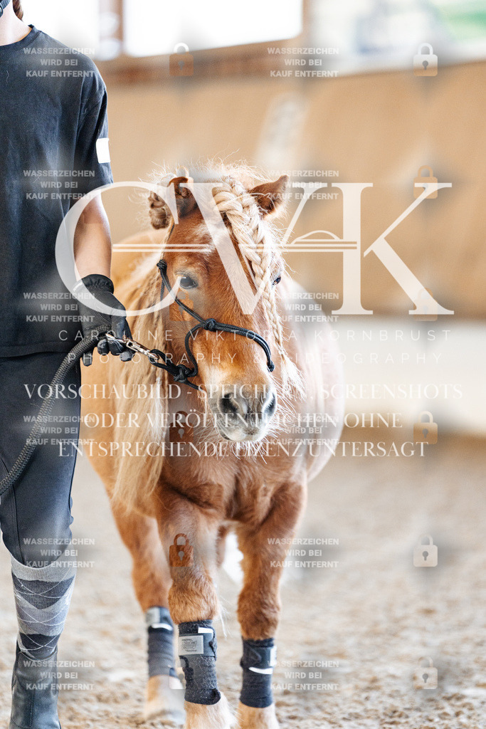 CK905268 | Turnierfotografie Pferdefotografie Trier Rheinland-Pfalz Pferdesport Reitsport Tierfotografie Sportfotografie Pferdevideo Pferdevideografie Equestrianvideography equestrianphotography  - Realisiert mit Pictrs.com