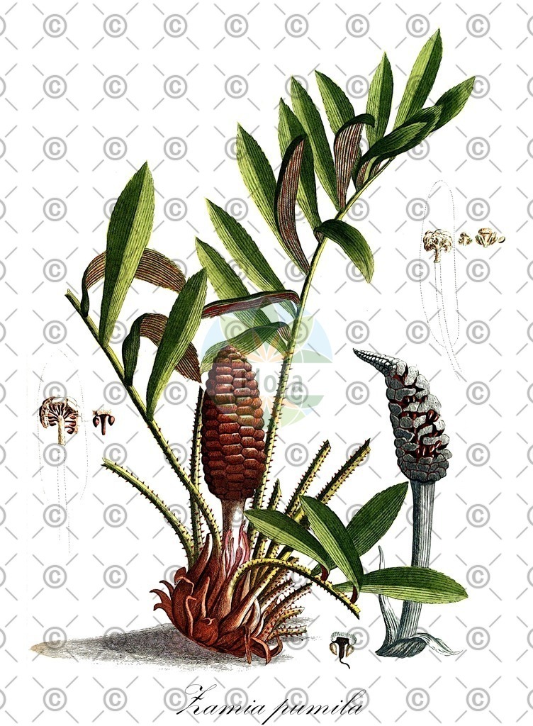 HistAbb_wfo-0000335150_1_ENZY_Simple | Historische Abbildung von Zamia pumila - Zamiaceae | Historical Illustration of Zamia pumila - Zamiaceae (coontie)