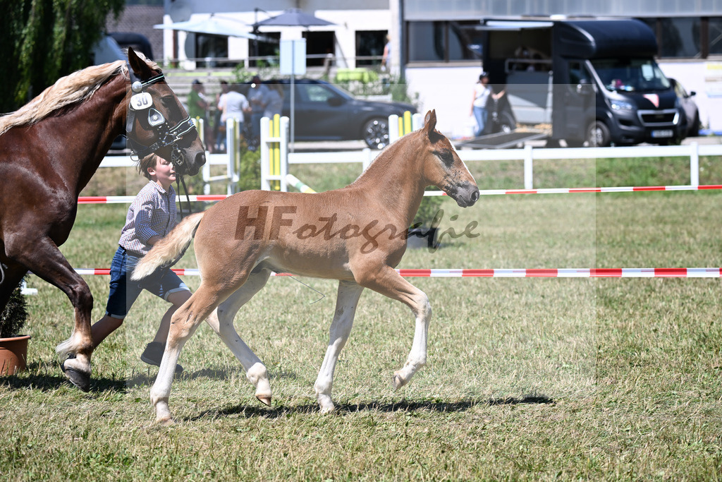 Kat-Nr. 30 HF v. Valegro x Vivaldi_Lamecker_22250694 | hf-fotografie - Realizzato con Pictrs.com