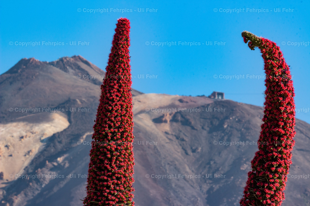 Tajinaste and Mt. Teide, Tenerife | Fehrpics - hochwertige Fotoprodukte rund um Landschaft, Natur, Sterne & Milchstraße. - Realisiert mit Pictrs.com