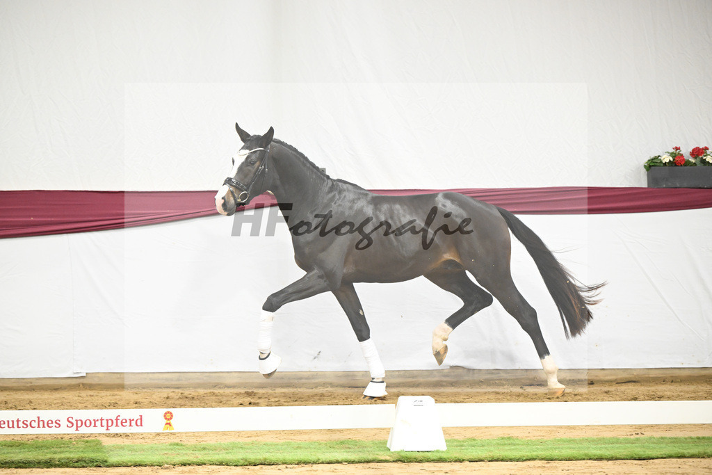 Kat-Nr. 106 Erste Sahne x Dimaggio_Gestuet Rickhof_47251793 | hf-fotografie - Realisiert mit Pictrs.com