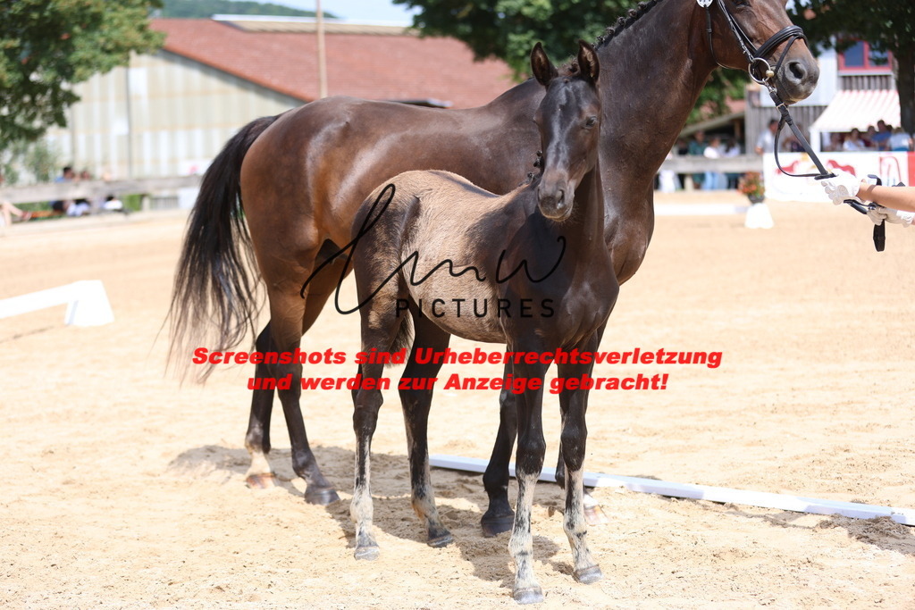 Fohlenschau_Schwäbisch_Hall_dressurbetonte_Fohlen_KN 10_11 | lmwpictures - Realisiert mit Pictrs.com