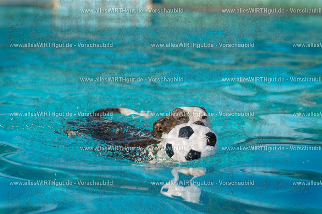 Hundeschwimmen_Grefrath_2026-allesWIRTHgut_Tierfotografie-15_07-7R509265 | Professionelle Tierfotografie in Mönchengladbach von Daniel Wirth (allesWIRTHgut). Liebevolle & natürliche Bilder von Hunden & Katzen für unvergessliche Erinnerungen.