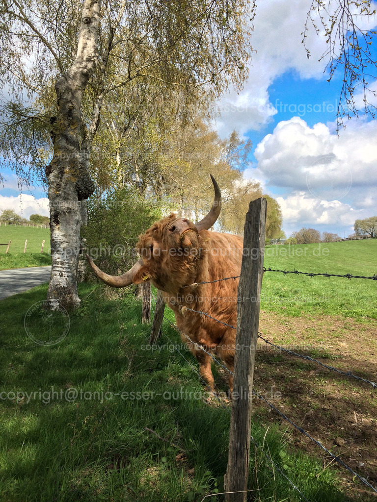Highland cattle enjoy itching at the fence in beautiful scenery | Hochlandrind genießt es sich am Zaun zu jucken. Aufgenommen in Brilon, Sauerland. 