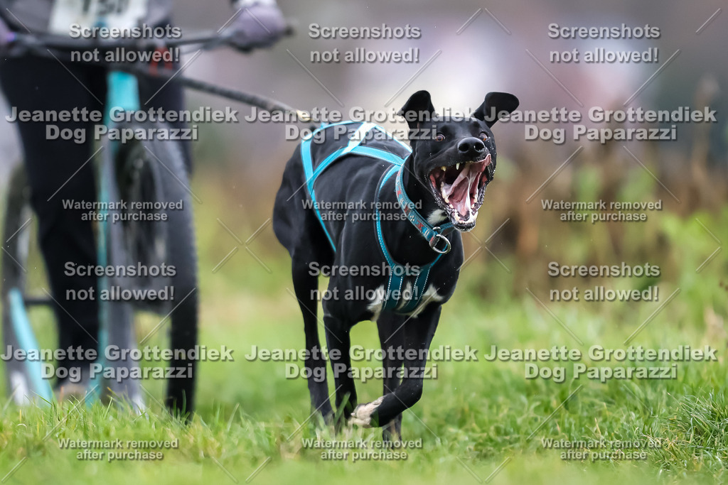 Dog Paparazzi - Herkules Race  2025-36 | Dog Paparazzi Jeanette Grottendiek Fotografie & Videografie - Realisiert mit Pictrs.com