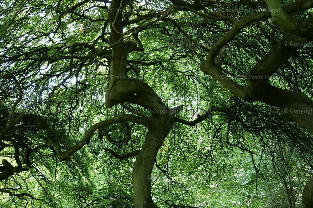 Hexenwald im Waldpark Semper | Der Hexenwald befindet sich auf der Insel Rügen im Ort Lietzow im Waldpark Semper und besteht aus Krüppel- bzw. Süntelbuchen.  - Realisiert mit Pictrs.com