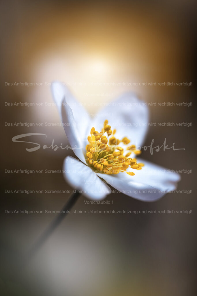 Buschwindröschen im warmen Frühlingslicht | Ein einzelnes Buschwindröschen entfaltet seine zarten weißen Blütenblätter im sanften Licht des Frühlings. Die goldenen Staubgefäße bilden einen warmen Kontrast zu den hellen Blüten und der weiche Hintergrund verleiht dem Motiv eine ruhige, fast träumerische Atmosphäre. Eine feine Momentaufnahme aus dem erwachenden Frühlingswald. - Realisiert mit Pictrs.com