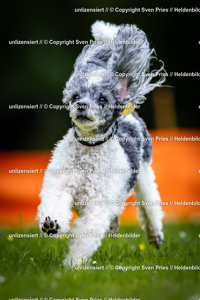 Sven Pries | 2026-05-14 - Hunderennen KA Durlach Vatertag 2026 - Realisiert mit Pictrs.com