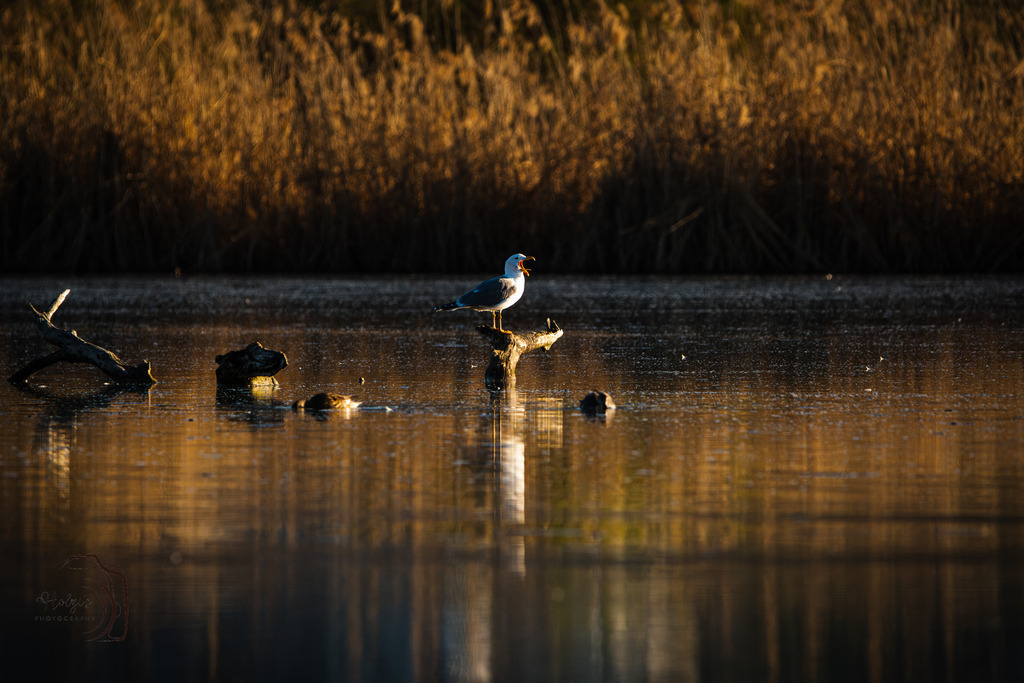 Morning feeling  | Holzisphotography, Landschaftsfotografie, Wildlifefotogorafie - Realisiert mit Pictrs.com