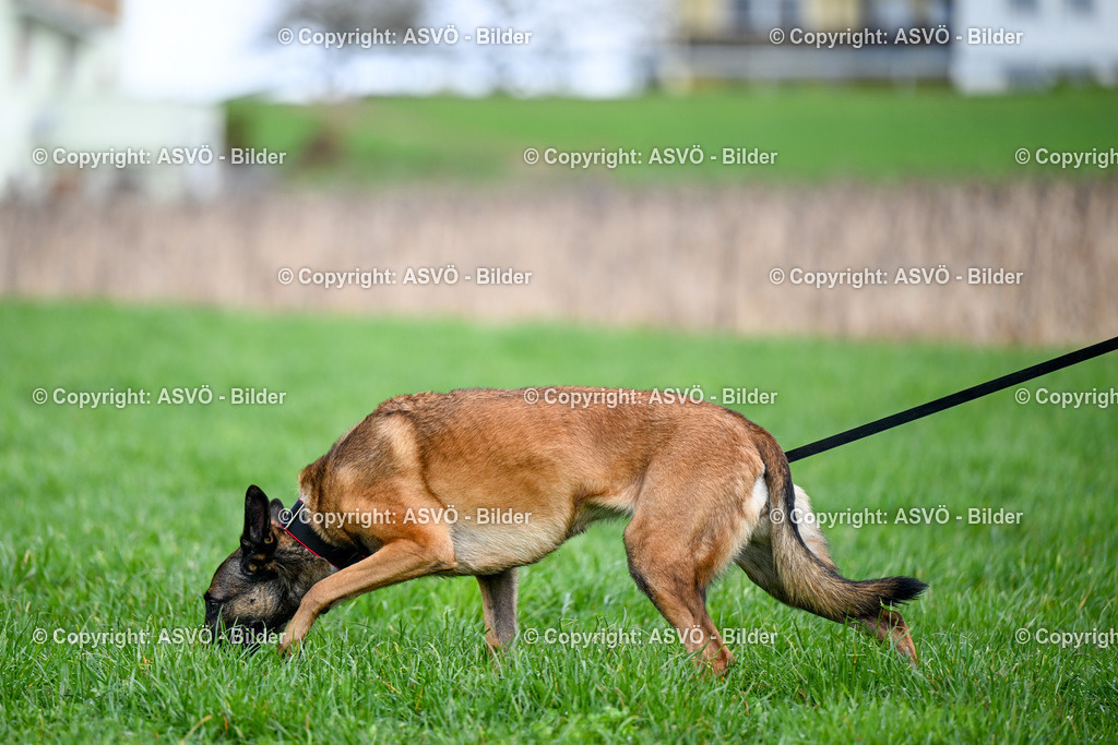 ASVÖ_ Tracking Dog World Championship 2025_ 31.03.2025-69 | 31.03.2025, AUT, ASVÖ, Tracking Dog World Championship // FCI IGP Fährtenhundeweltmeisterschaft 2025©fodo.media / Harald Dostal - Realisiert mit Pictrs.com
