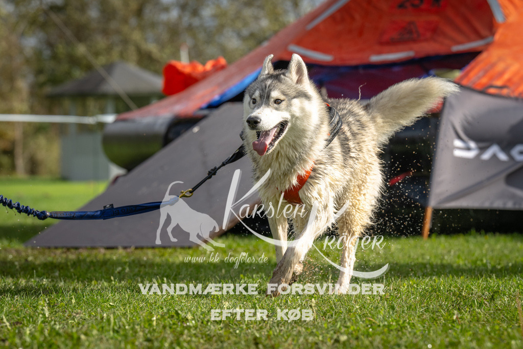1214-92936 | kk-dogfotos