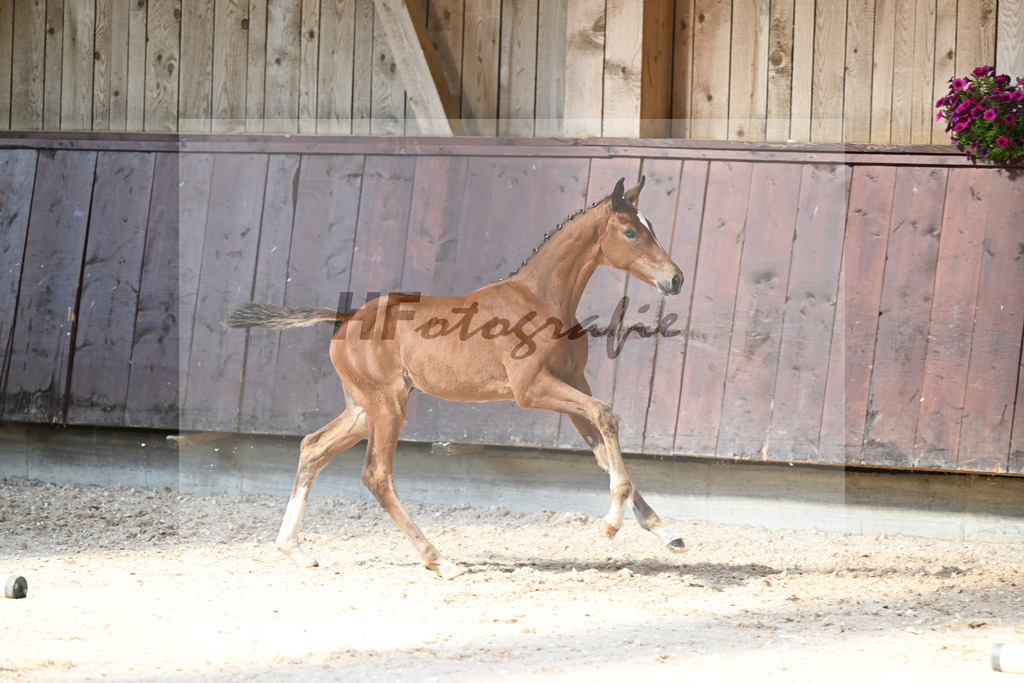 Kat-Nr. 23 SF Va Bene x Imperio_Schindele_32240295 | hf-fotografie - Realisiert mit Pictrs.com