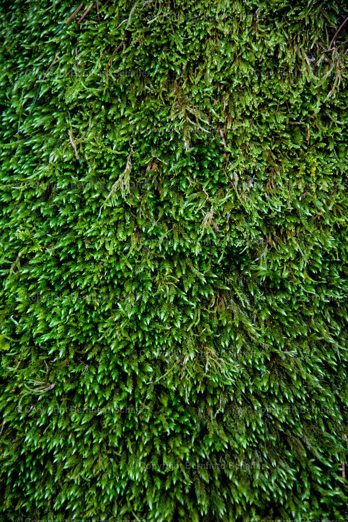 Moosgewächs | Gewachsenes Naturmoos an der Wurzel eines Baumes. - Realisiert mit Pictrs.com