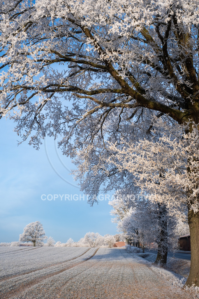 20221218-_DSF2519 | Schneebedeckte Landschaft bei eisiger Kälte - Realisiert mit Pictrs.com