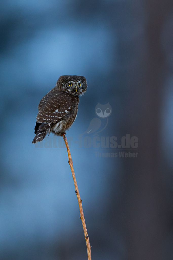 R5M21353_20260310 | Ein kleiner Sperlingskauz (Glaucidium passerinum) sitzt aufrecht auf einem dünnen, kahlen Ast und blickt mit seinen leuchtend gelben Augen direkt in die Kamera. Sein Gefieder ist braun mit weißen Flecken, und sein Bauch ist heller. Der Hintergrund ist unscharf und zeigt einen bläulich-grauen Farbverlauf. - Realisiert mit Pictrs.com