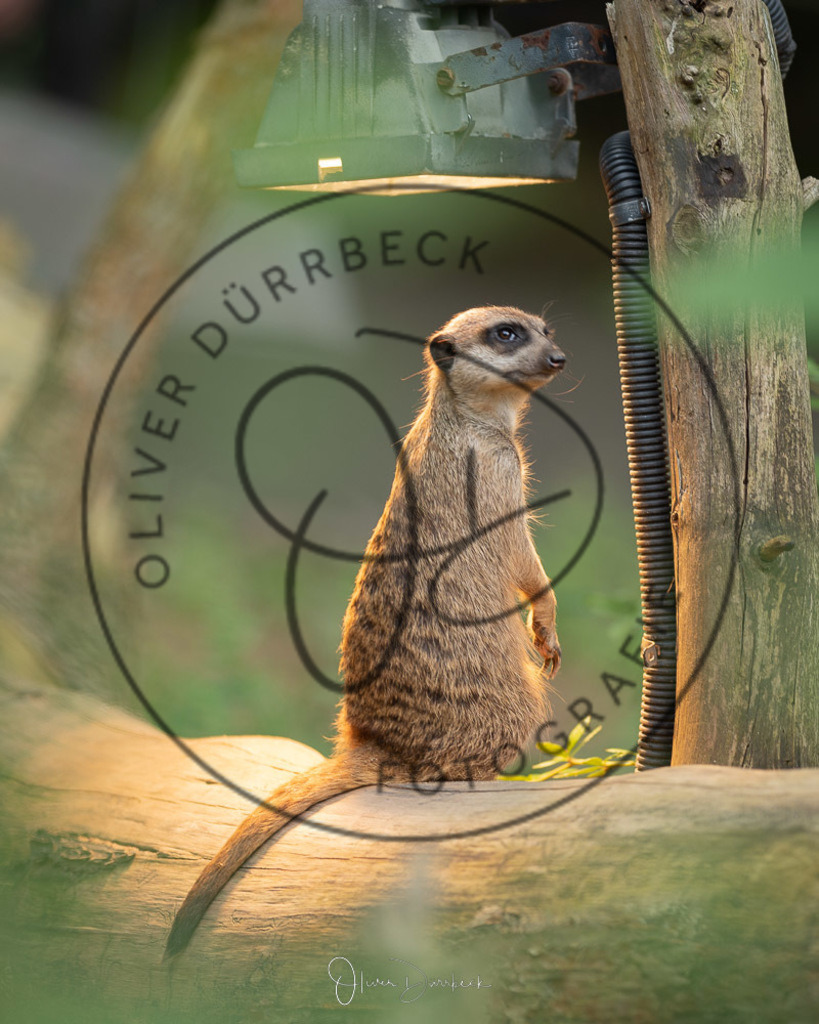 natur-tiere-09 | Shop für Kindergartenfotografie und andere Fotoprodukte von Oliver Dürrbeck Fotografie. - Realisiert mit Pictrs.com