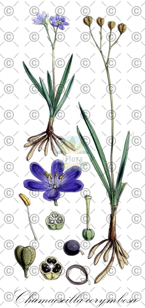 HistAbb_3M2D_1_ENZY_Simple | Historische Abbildung von Chamaescilla corymbosa - Asphodelaceae | Historical Illustration of Chamaescilla corymbosa - Asphodelaceae