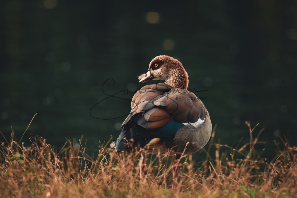 Nilgans | Simone Sperber, svb-photography,Fotografin,Bilddesignerin,Naturfotografie,Macrofotografie,Tierfotografie,Wildtierfotografie,Ausstellungen,Auftragsfotografie,Kunst,Art,Photographer,Shootings,Bildberatbeitung,Galerie,Shop