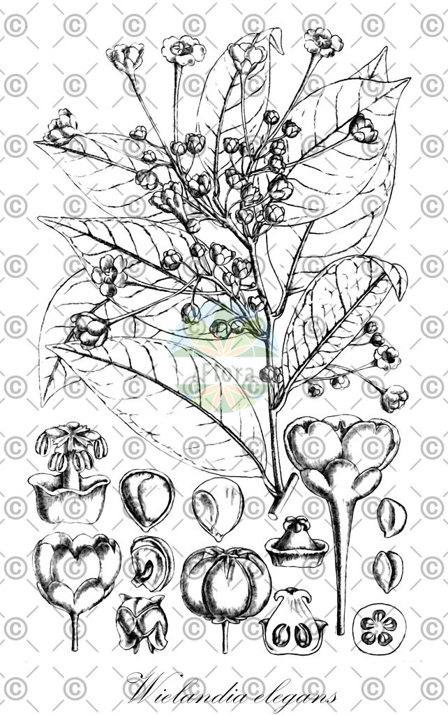 HistAbb_wfo-0001142512_1_ENZY_Simple | Historische Abbildung von Wielandia elegans - Phyllanthaceae | Historical Illustration of Wielandia elegans - Phyllanthaceae