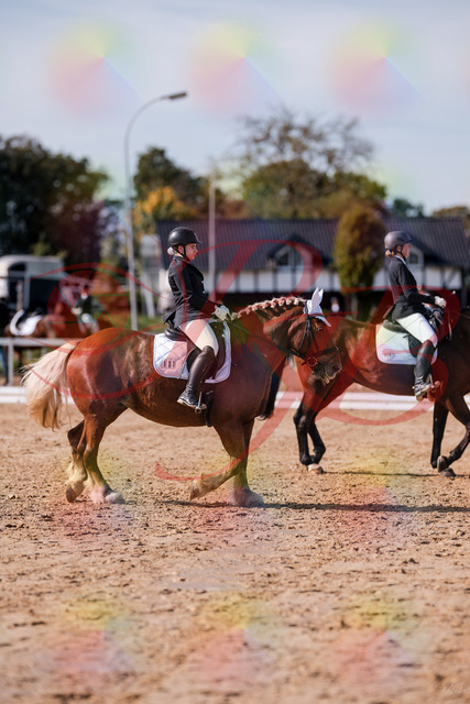 2026_10_03_Siefer-Hof_130138_Z81_53607501 | Professionelle Reitsport-, Turnier- und Eventfotografie von Robert Broda. Galerien mit ausgewählten und bearbeiteten Bildern direkt online ansehen und bestellen.