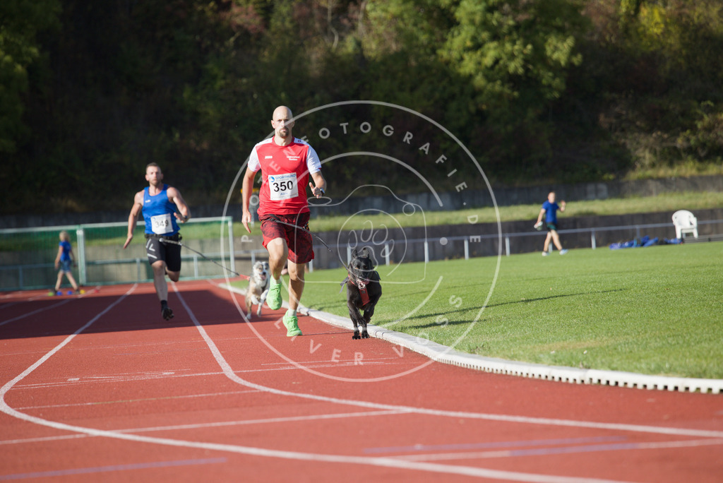 0L8A9723 | Hundefotografie, Tierfotograf, Pfotenfotografie, Fotoshooting Hund, Hunde Portrait, Hundesport, Hundeportraits, Heideshooting, Hunde, Sportfotograf, Hundefotograf, Turnierhundsport, THS,  - Realisiert mit Pictrs.com