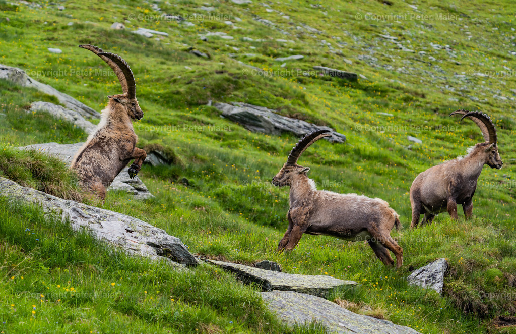 Wanderung zu den Steinböcken NPHT-16 | piet_flosse