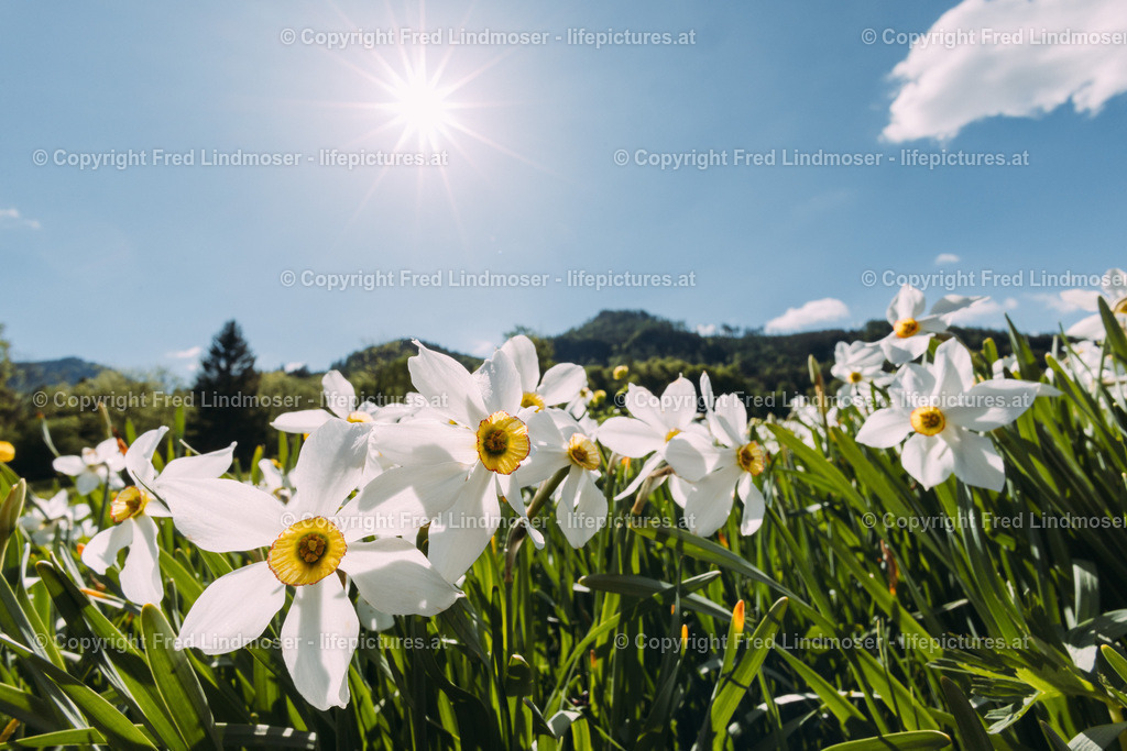 Narzissenbluete Mariazellerland 2022-7891 | Fotos und Fotoprodukte - Realisiert mit Pictrs.com