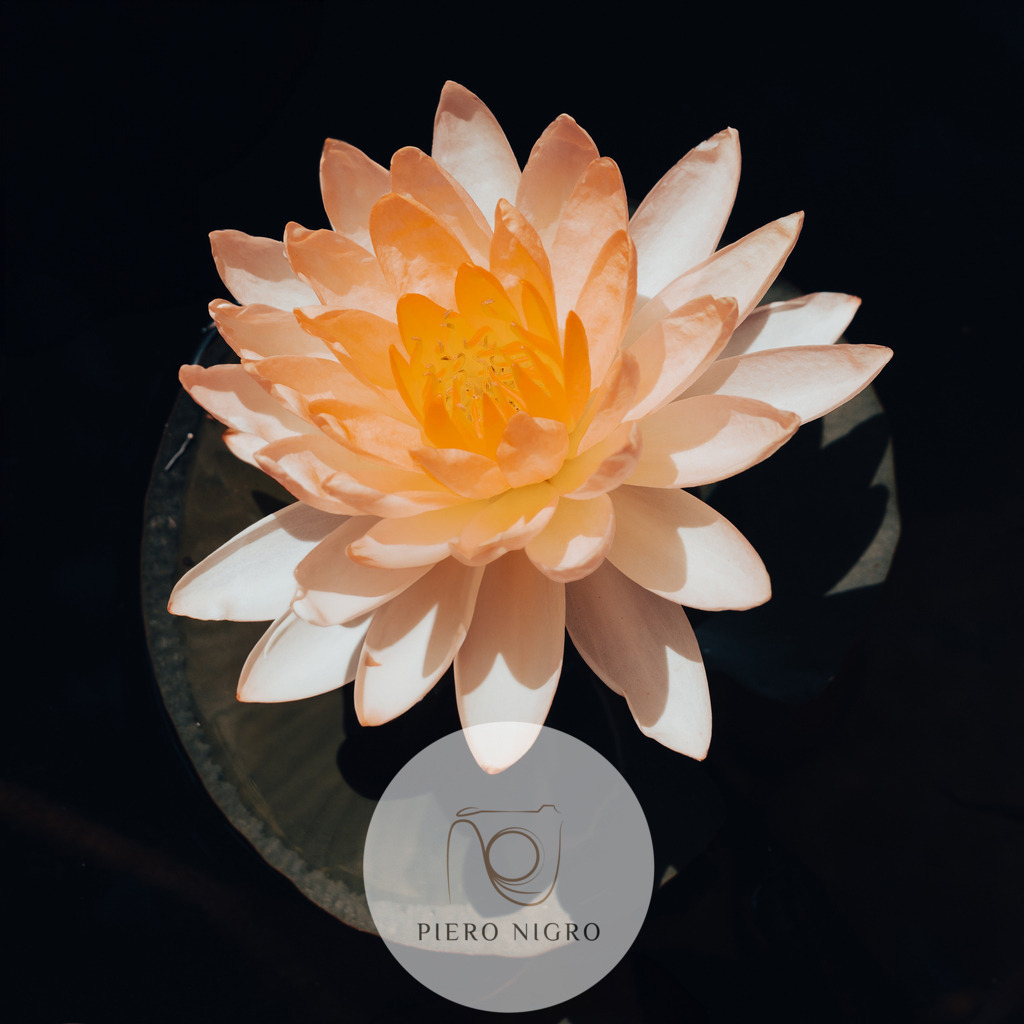 Moody Seerose | Galleria Dei Momenti - Wallart | Fotokunst | Fine Art Fotografie für Daheim und Hotels, Praxen in Düsseldorf - Realisiert mit Pictrs.com