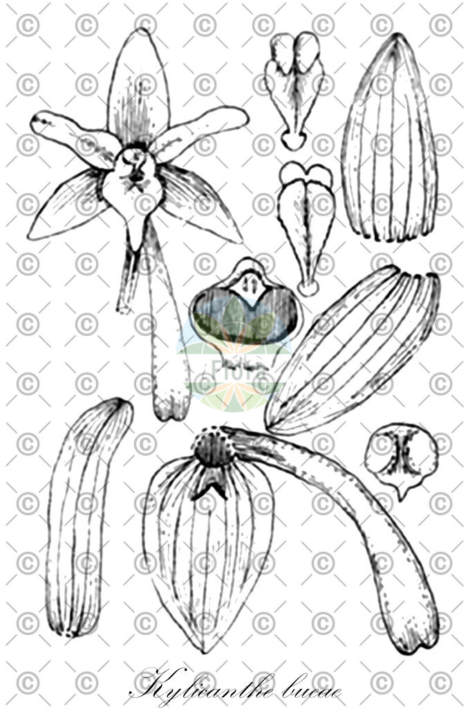 HistAbb_wfo-0000187740_1_ENZY_Simple | Historische Abbildung von Kylicanthe bueae - Orchidaceae | Historical Illustration of Kylicanthe bueae - Orchidaceae