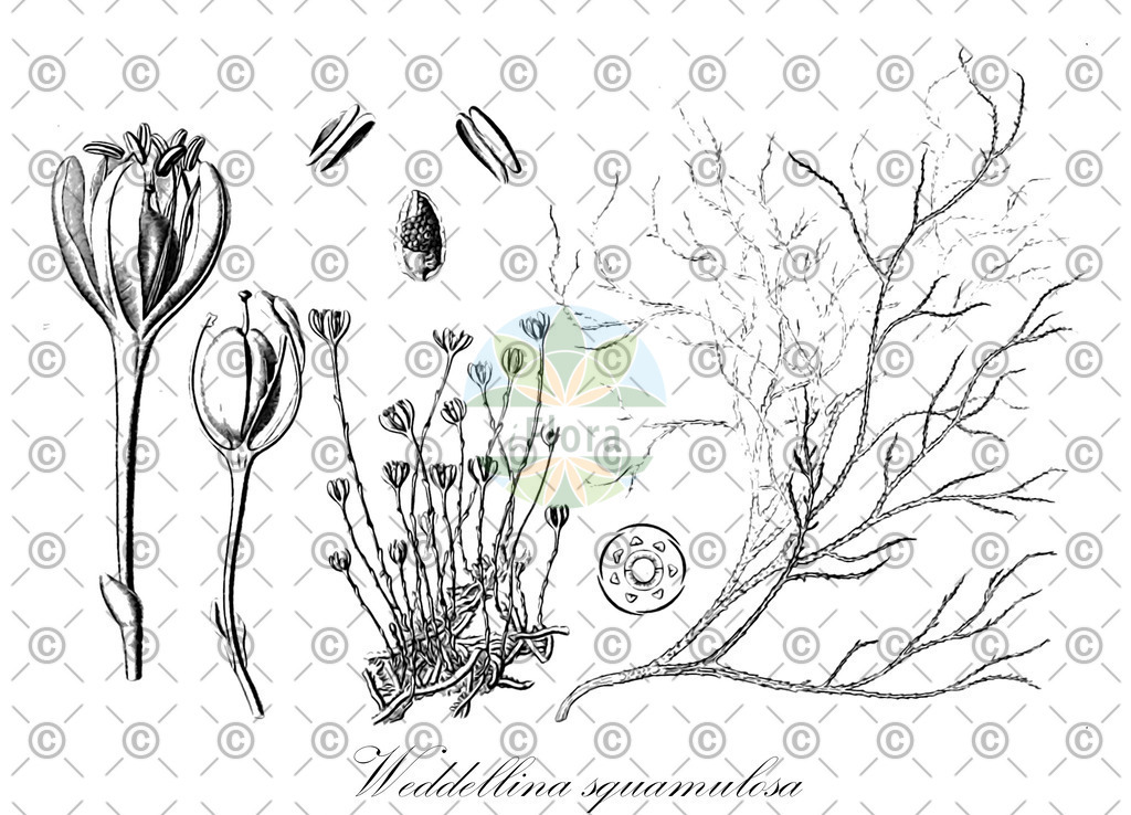 HistAbb_wfo-0001287941_1_ENZY_Simple | Historische Abbildung von Weddellina squamulosa - Podostemaceae | Historical Illustration of Weddellina squamulosa - Podostemaceae