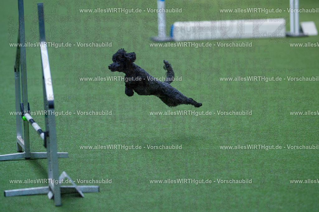 @allesWIRTHgut_Tierfotografie - www.allesWIRTHgut.de - 2604261332-7R502103 | Professionelle Tierfotografie in Mönchengladbach von Daniel Wirth (allesWIRTHgut). Liebevolle & natürliche Bilder von Hunden & Katzen für unvergessliche Erinnerungen.