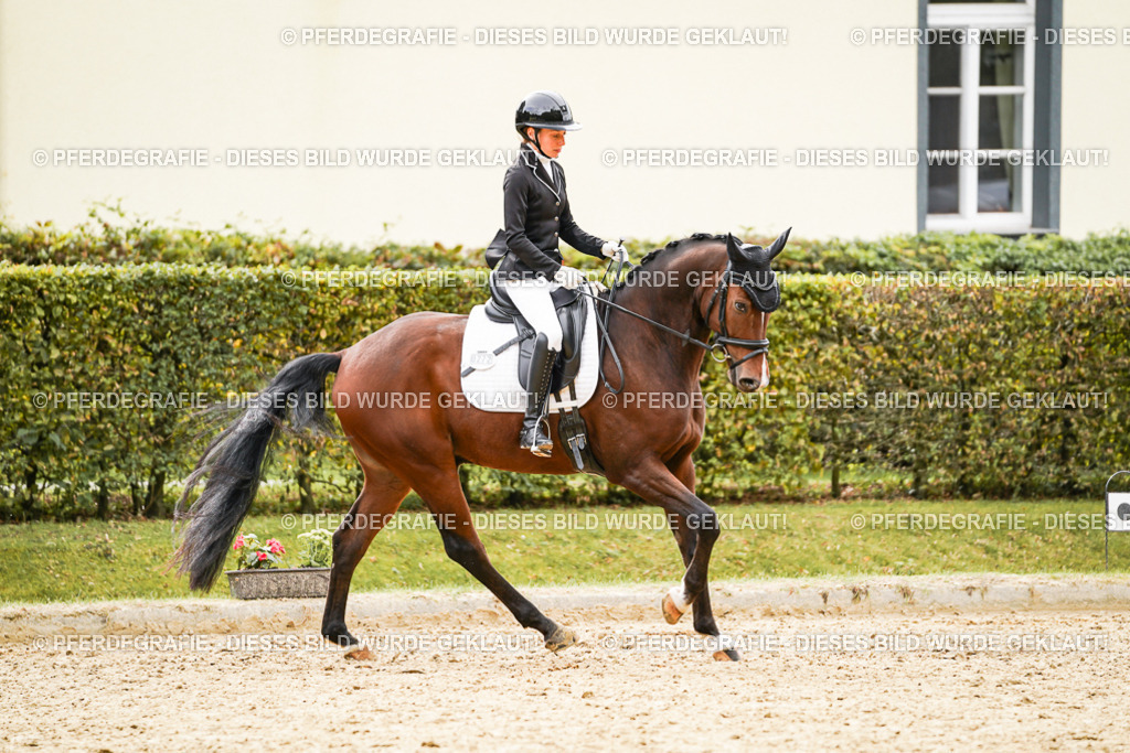 DSC02301 | Pferdegrafie