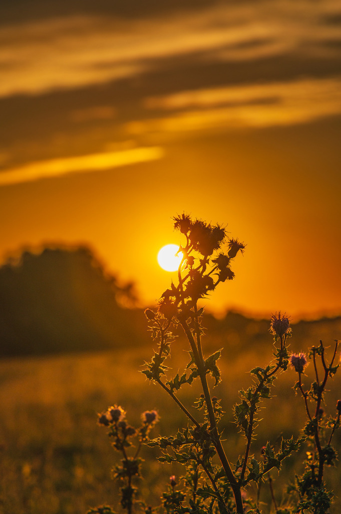 2024_07_08_HETLINGER SCHANZE_MCP1128 | Hochwertig gedruckte Fotografien für die Wand, als Kalender und zum Verschenken. Hamburg & Norddeutschland und überall wo ich mit der Kamera unterwegs war.
