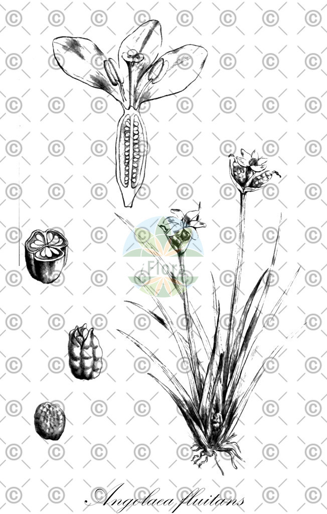 HistAbb_wfo-0000536542_76_ENZY_Simple | Historische Abbildung von Angolaea fluitans - Podostemaceae | Historical Illustration of Angolaea fluitans - Podostemaceae