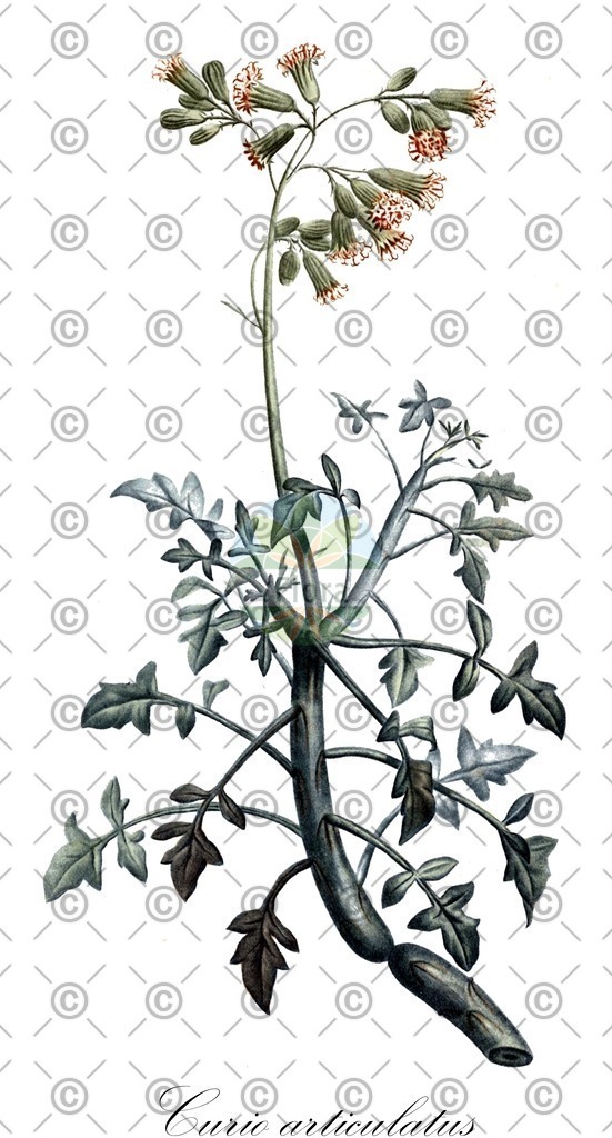 HistAbb_wfo-0000933604_1_ENZY_Simple | Historische Abbildung von Curio articulatus - Asteraceae | Historical Illustration of Curio articulatus - Asteraceae